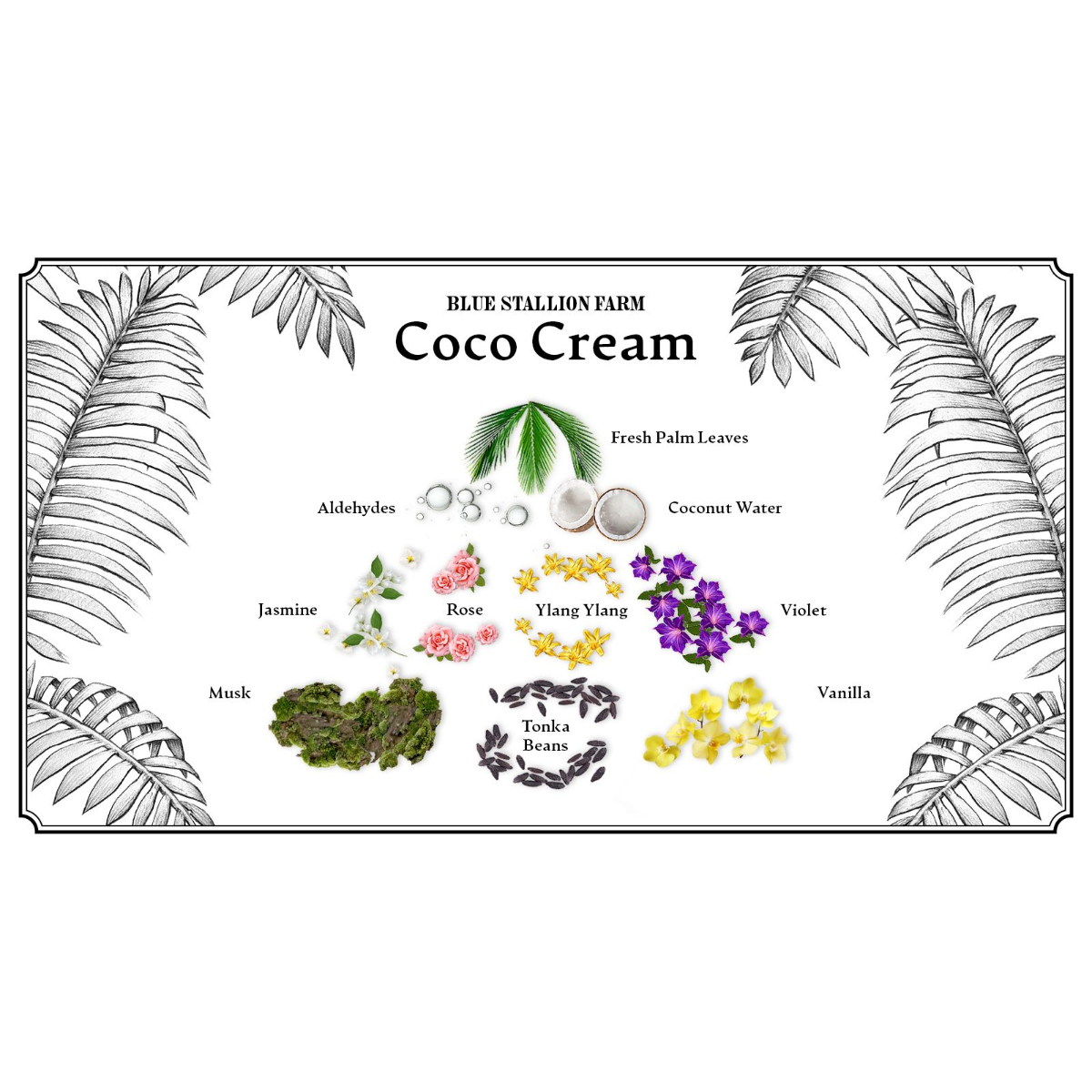 Blue Stallion X Invicta Angel Ladies Perfume, Coco Cream (BSF-EDP-100-CC)